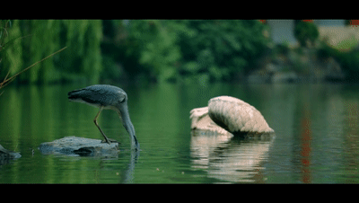 640 (1).gif